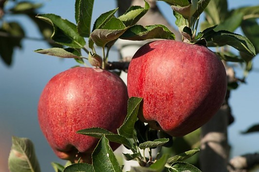 agricoltore di frutta