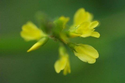 agricoltore di erbe