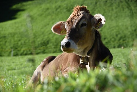 mucche- bovini marroni