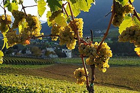 Wein- Weisswein