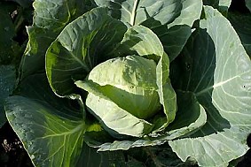 cavolo nero