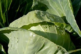 Kohl - Blumenkohl