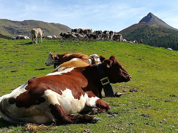 prodotti della mucca