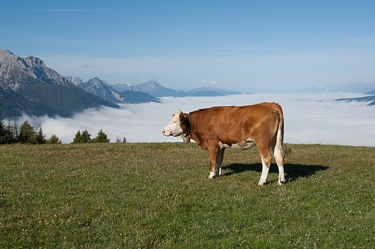 Produkte vom Kalb