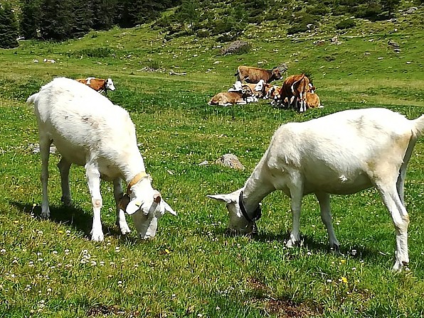 prodotti di capra