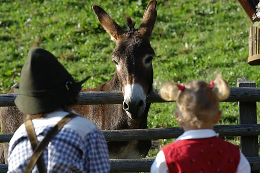 costruire- tetto