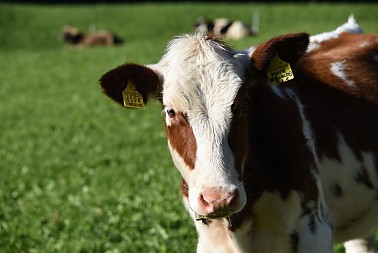 Lechnerhof - Unsere Milchprodukte