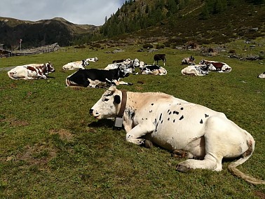 Steinberg Alm - Frischfleisch vom Pustertaler Sprinzen