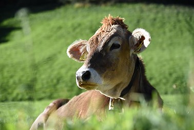 Bioland Südtirol - Bio Qualitätsfleisch