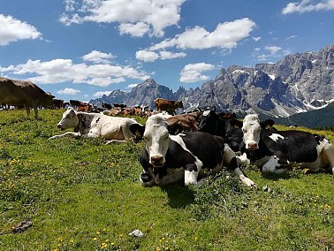 Käserei Sexten - Milchprodukte - Milchlieferanten