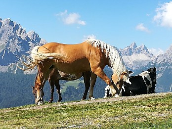 Comune San Candido - piano clima - GEN01