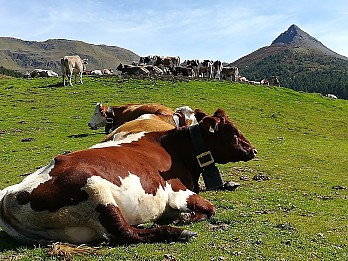 deleg - frutta/verdura di montagna e carne fresca - i nostri partner - contatini