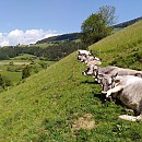 maso Ganoi Hof - nostri prodotti agricoli