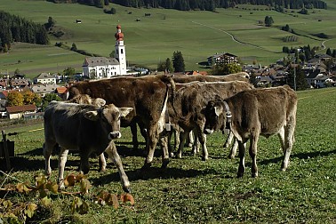 Biobeef - nostri prodotti - carne biologica di qualità