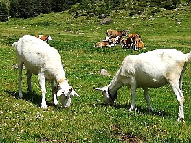 Sarnerfleisch - nostri prodotti - carne della Val Sarentino