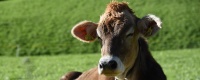 Biobeef - prodotti a base di carne biologica - i nostri partner - agricoltori
