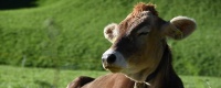 Wir Demeter HeuMilch Bauern aus Oberschwaben, Bodenseekreis, Linzgau und Allgäu!