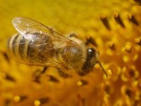 Associazione apicoltori dell